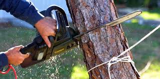 How Our Tree Care Process Works  in  San Bruno, CA